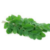 Murungai Keerai / Drumstick Leaves App. 250g